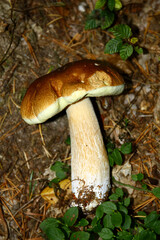 Mushroom in the forest