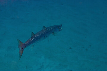 Great Barracuda swimming with mouth open