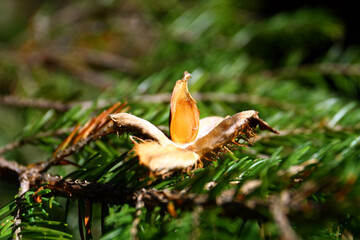 An open beech fell on a spruce branch in the forest.