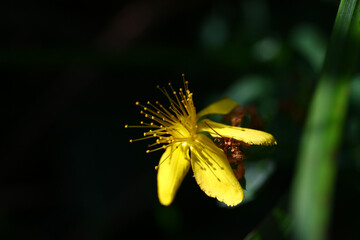 Hypericum perforatum flowers