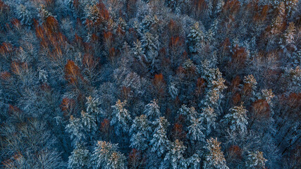 
treetops in the snow cold frosty evening view from the drone frosty freshness