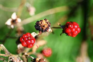 Blackberries on the bush