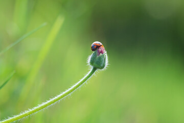 Ladybug on leaf