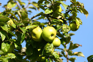 Apples on the tree
