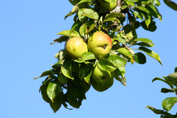 Apples on the tree