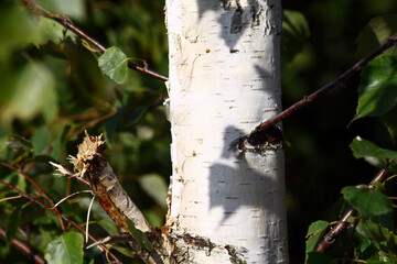 Birch bark on sawn trees in the forest.