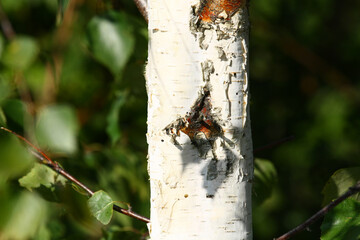 Birch bark on sawn trees in the forest.