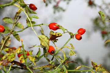 Rose hips Rosa canina