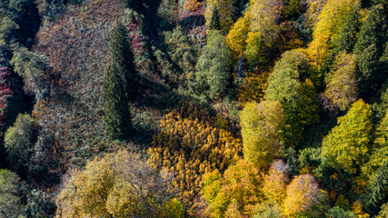 A bird's eye view of a pine forest. Pine trees are pretty prevalent in Turkey.