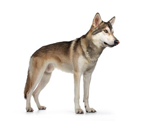 Handsome purebred Tamaskan wolf dog, standing side ways. Looking straight ahead with light yellow eyes. Isolated on white background. Mouth closed.