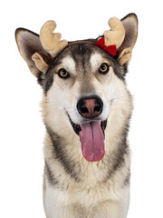 Head shot of handsome purebred Tamaskan wolf dog,wearing Christmas head band. Looking towards camera with light yellow eyes. Isolated on white background. Mouth open, tongue out.