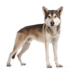 Handsome purebred Tamaskan wolf dog, standingside ways. Looking towards camera with light yellow eyes. Isolated on white background. Mouth closed.