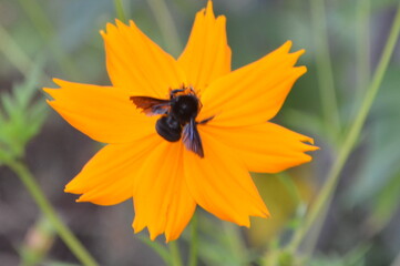 bee on yellow flower