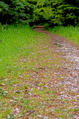 Pathway in West Woods - Marlborough