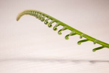Tropical sago palm leaf. Curly buds of a cycad Japanese sago palm. 