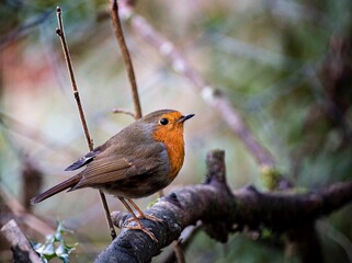 winter Robin  red breast sitting  on branch  in tree