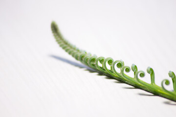 Tropical sago palm leaf. Curly buds of a cycad Japanese sago palm. 