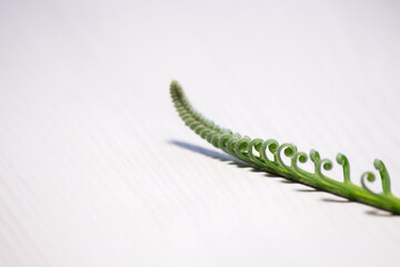 Tropical sago palm leaf. Curly buds of a cycad Japanese sago palm. 