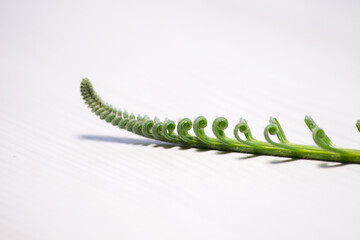 Tropical sago palm leaf. Curly buds of a cycad Japanese sago palm. 