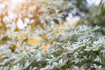 Beautiful background of white flowers close-up