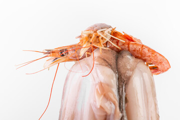 fresh octopus and shrimps macro photo