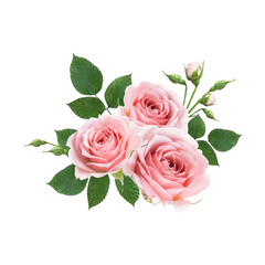 Bouquet of pink rose flowers isolated on white background. Design floral arrangements for textile, greeting card, invitations.