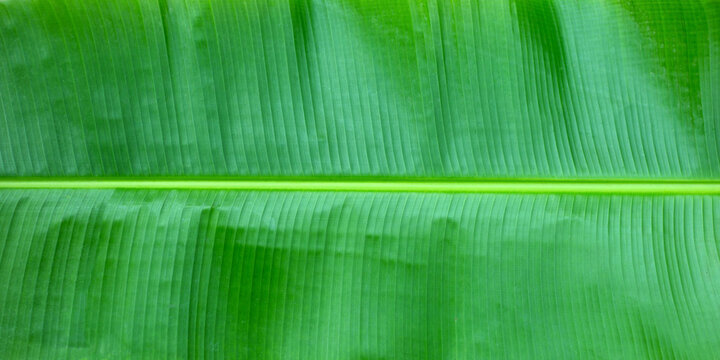 Banana Leaves Texure For Background.