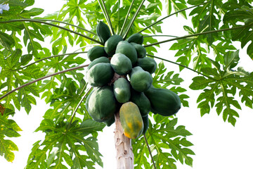 Papaya fruit on the tree in garden.