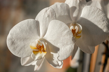 White Phalaenopsis aphrodite is a species of orchid found from southeastern Taiwan to the Philippines.