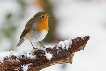 A closeup shot of robin bird perched on tree branch covered with snow