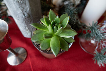 succulent in round vase on red tablecloth, metal dishes. the easiest plants to care for. table setting with live plants