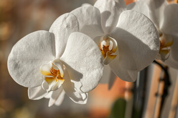 White Phalaenopsis aphrodite is a species of orchid found from southeastern Taiwan to the Philippines.