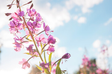 Close up of Blooming Sally or ivan tea flowers on sunny day