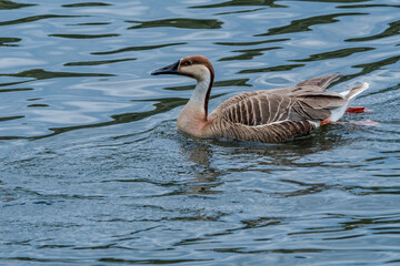 Swan Goose (Anser cygnoides) on pond in park