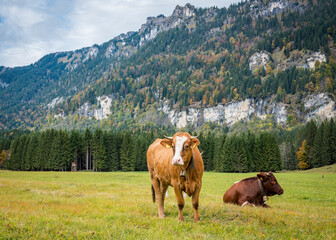 Cow and bull of famous Bavarian breed on Alps meadows