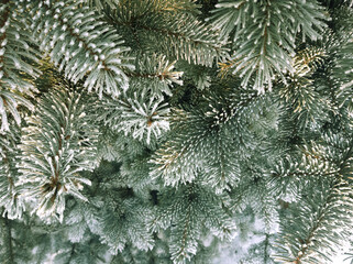Spruce branches covered with frost.