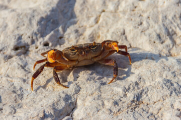 Freshwater river crab (Potamon ibericum) on stone near a mountain river