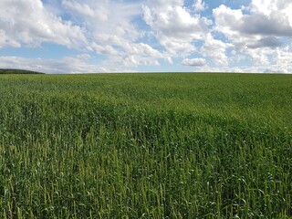 Green field of ripening wheat ears