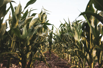 cornfield in summer