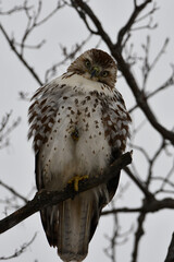 Red Tailed Hawk in tree