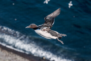 Thick-billed Murre (Uria lomvia) at St. George Island, Pribilof Islands, Alaska, USA