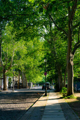 A street with green trees in Berlin, Germany