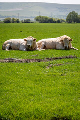 Obraz premium Two Cows in a Field