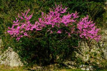 The colorful lilac flowers of the Judas tree