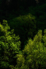 The forest at spring: State Nature Reserve Gola del Furlo, Italy