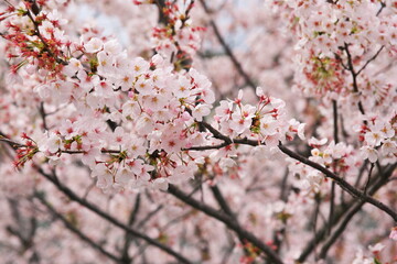 咲き乱れる桜と春の暖かさ
