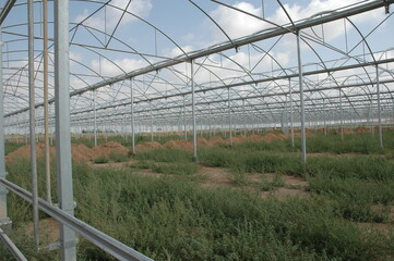 Fototapeta premium Invernadero en construccion