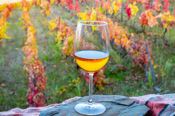 Glass of Portuguese white dry wine, produced in Douro Valley and old terraced vineyards on background in autumn, wine region of Portugal