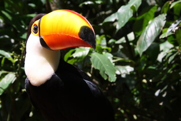toucan on a tree