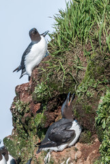Incubating Thick-billed Murre (Uria lomvia) at St. George Island, Pribilof Islands, Alaska, USA